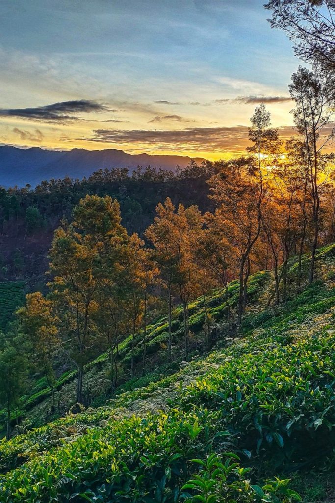 Book a Cab to Munnar with Bangalore Ride